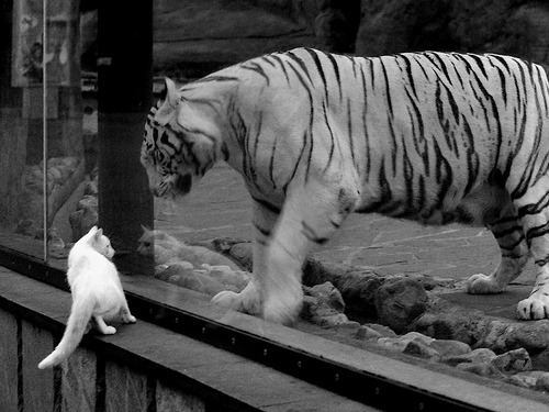 _城市迷宫跑：用脚步探索都市秘密角落_，城市迷途