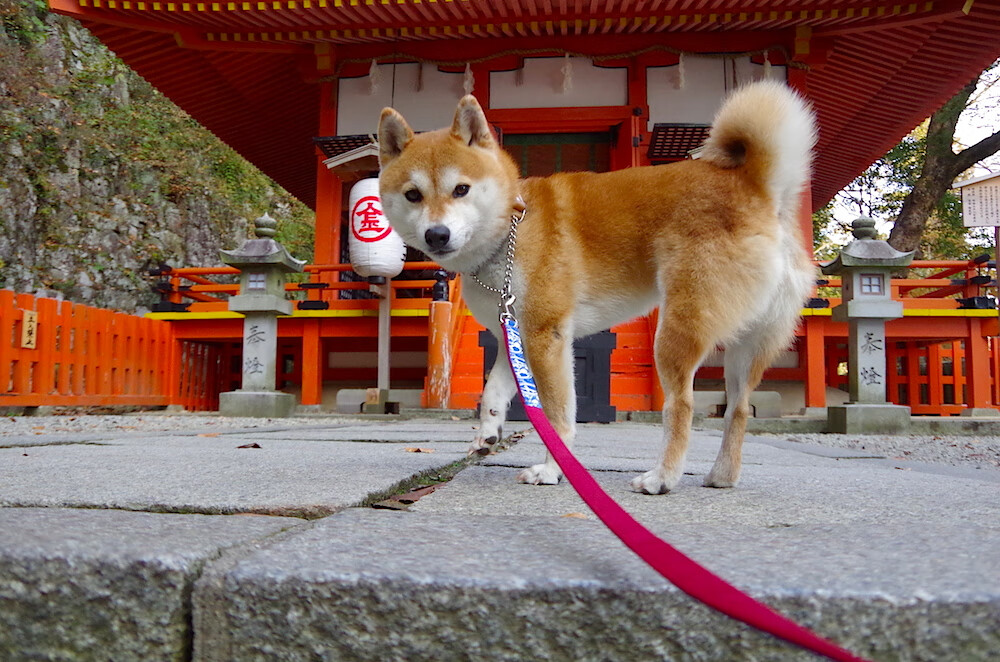 Kaiyun(中国)开云-塞内加尔球员戴毛线帽上场，网友笑称“最保暖前锋”，塞内加尔队长是谁
