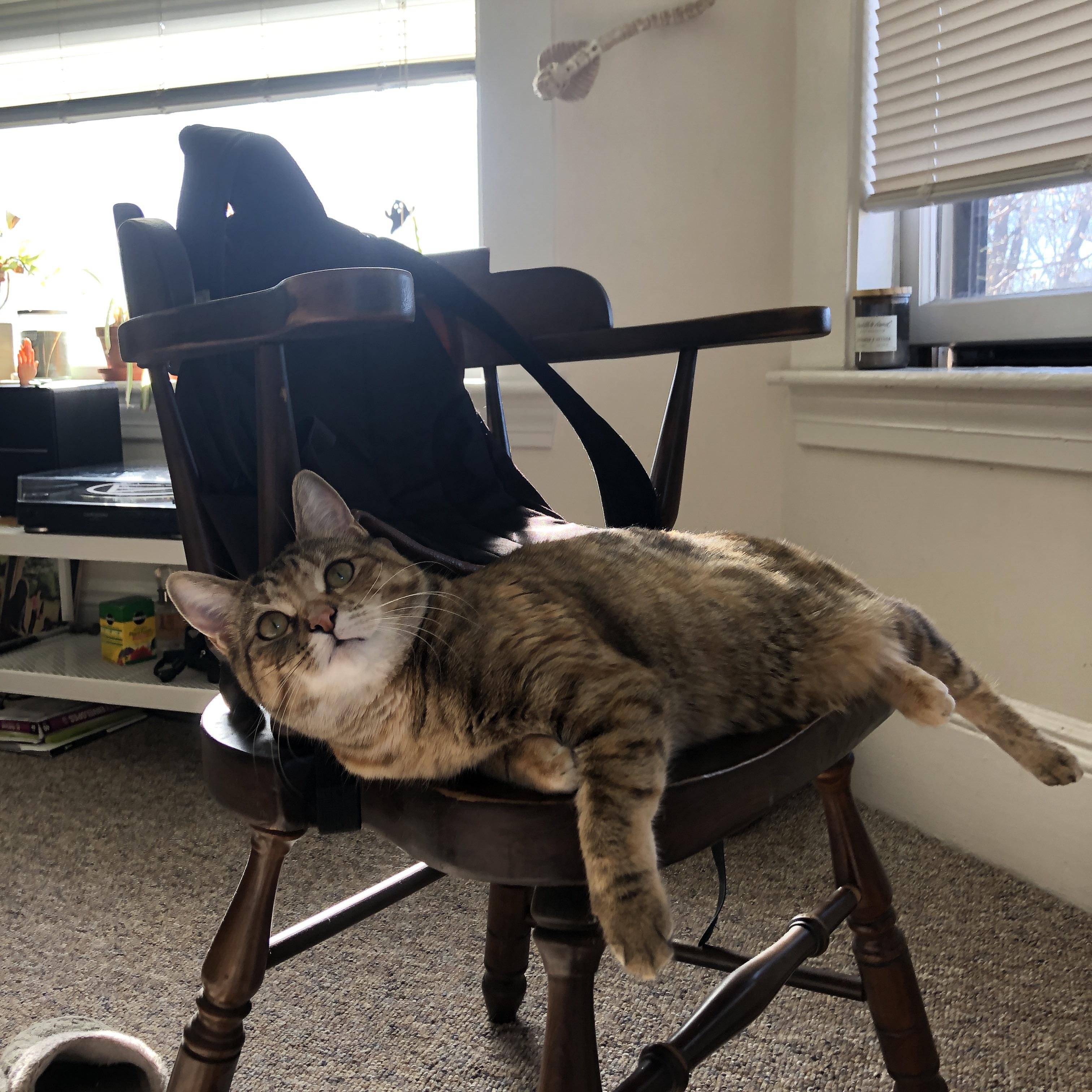 开云·Kaiyun网页版-新加坡骑手Alice Shi在Jumping World Challenge中获得B类组别前三名，成绩优异。