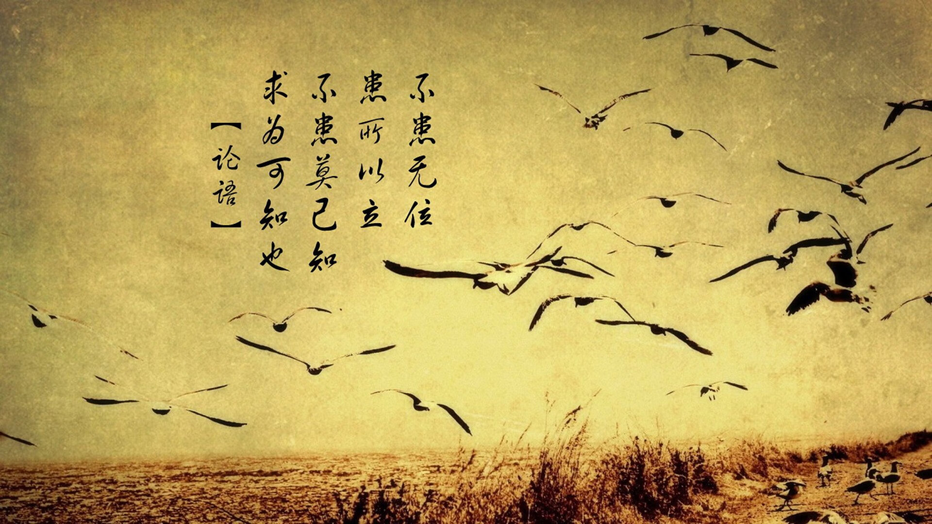 开云·体育官网-多特蒙德取胜在望，萨索洛队不甘示弱，多特菲萨