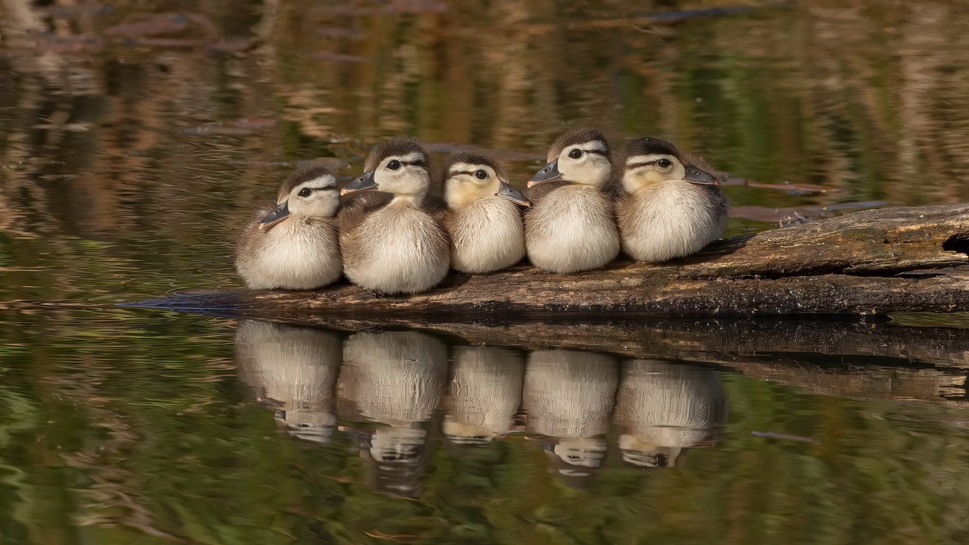 kaiyun.com-山东高速 新星表现惊艳，山东高速新项目