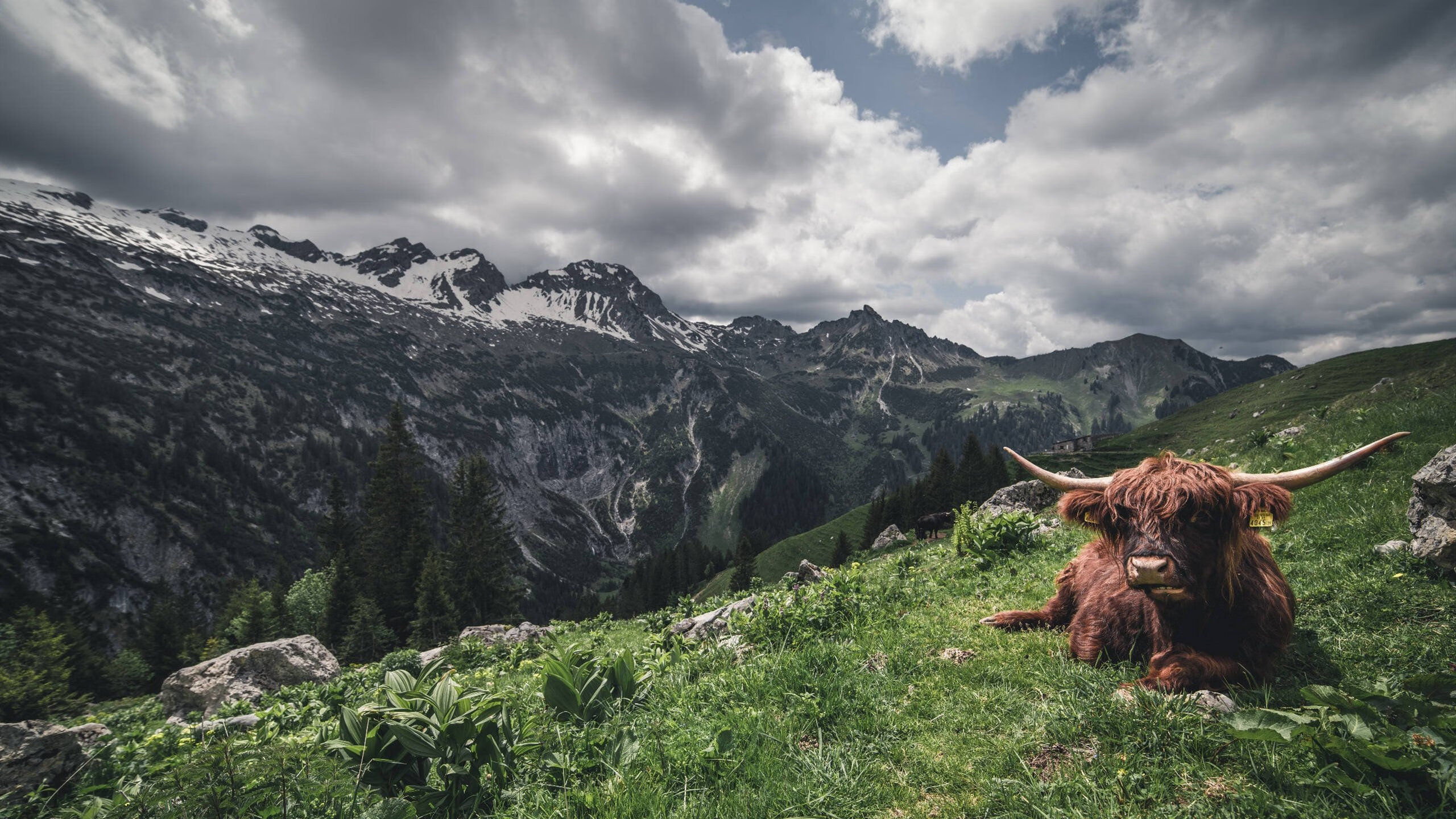 甘冈连胜收官,法国联赛保级压力减轻,甘冈vs图卢兹比赛结果