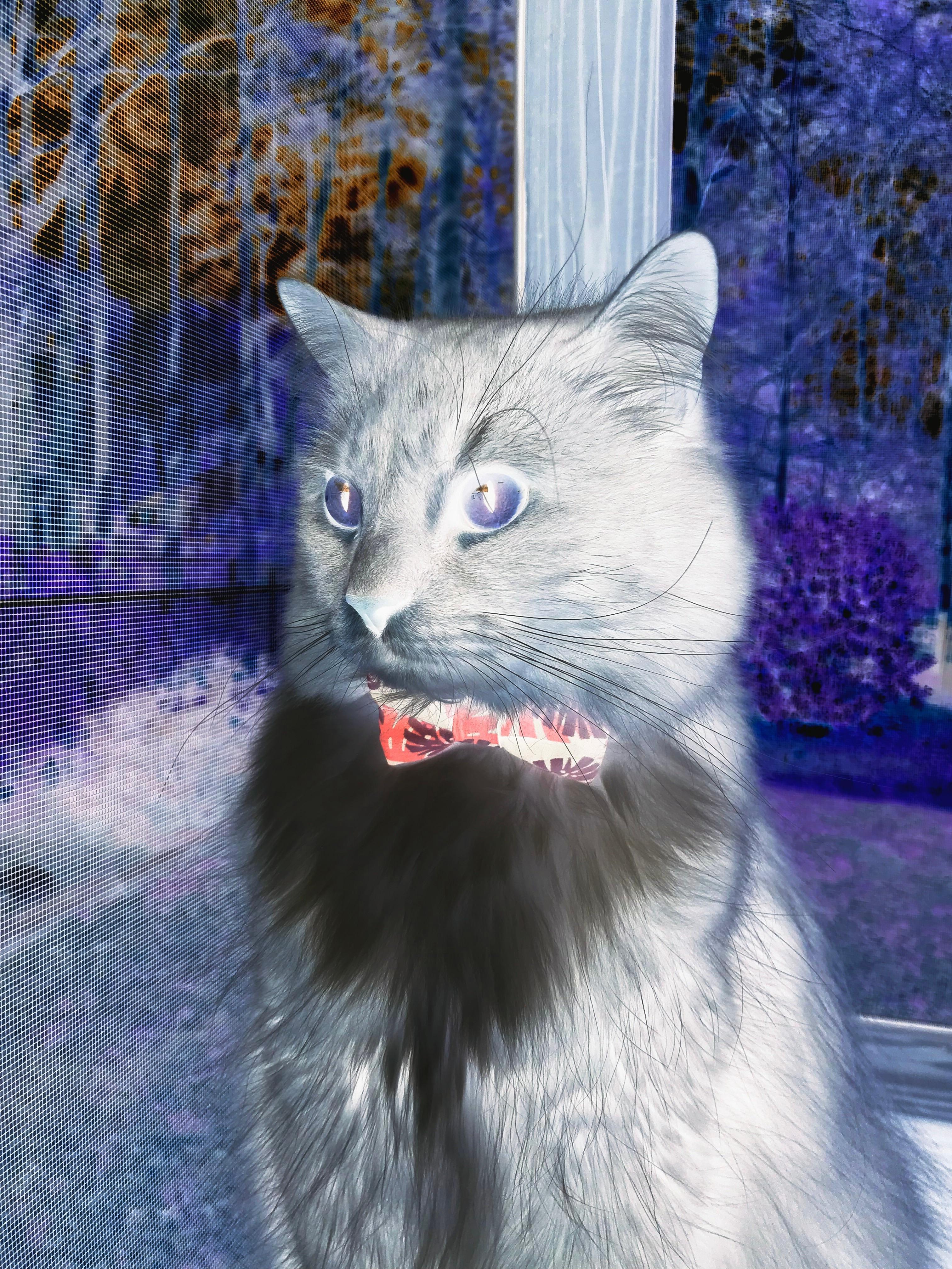 Kaiyun官方登录入口-那不勒斯主帅赞誉年轻球员，冲击金童奖，那不勒斯新主帅