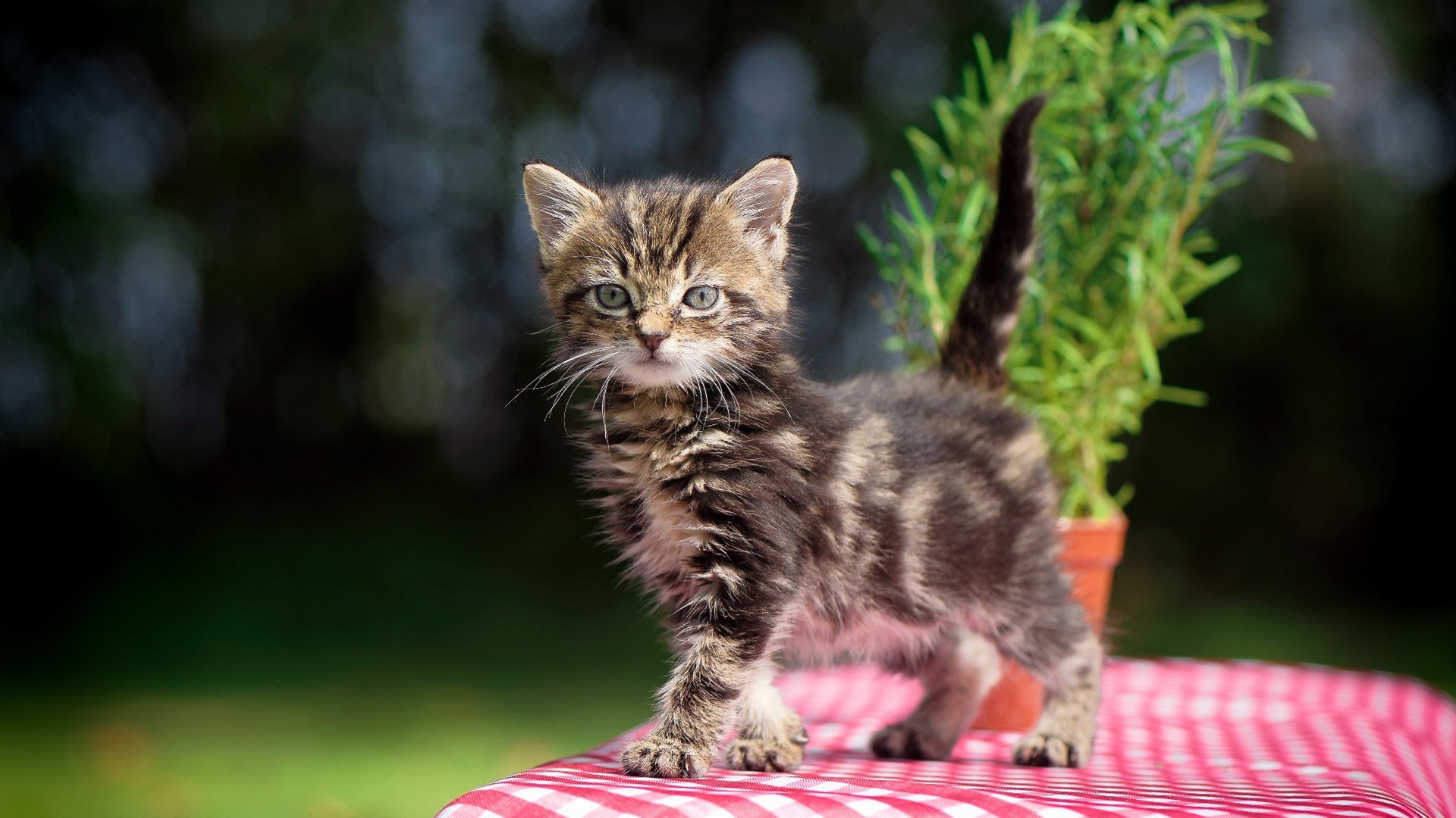 新闻中心推动绿色能源发展，绿色能源宣传稿