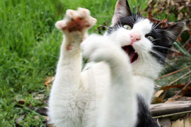 开云体育-配速调整灵活，冲刺有余力，配速提升过程