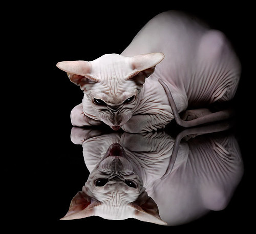 国际青少年足球联盟联手推动科技创新,开拓未来足球新局面,国际青少年足球杯