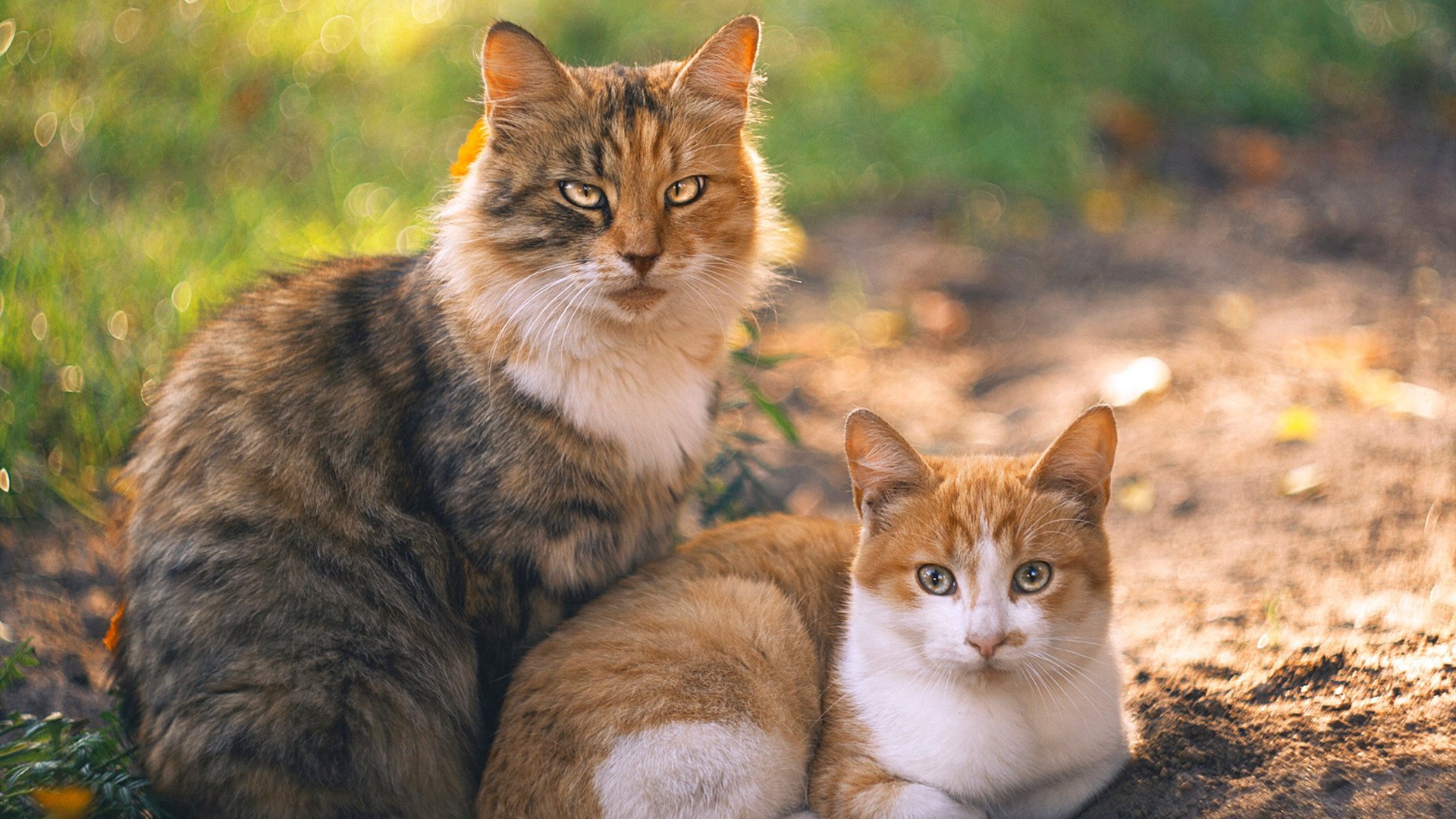 开云网站-塞尔维亚男篮在欧洲预赛中全力以赴，冲击奥运荣耀，塞尔维亚男子篮球队