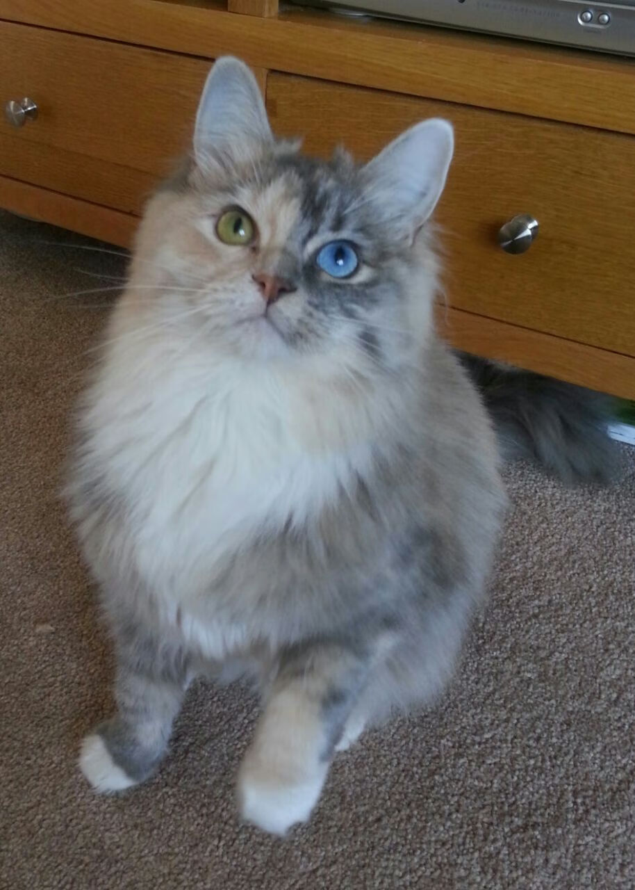 开云官方网站-英超终极冲刺：悬念不断，激情四溢！，英超专题