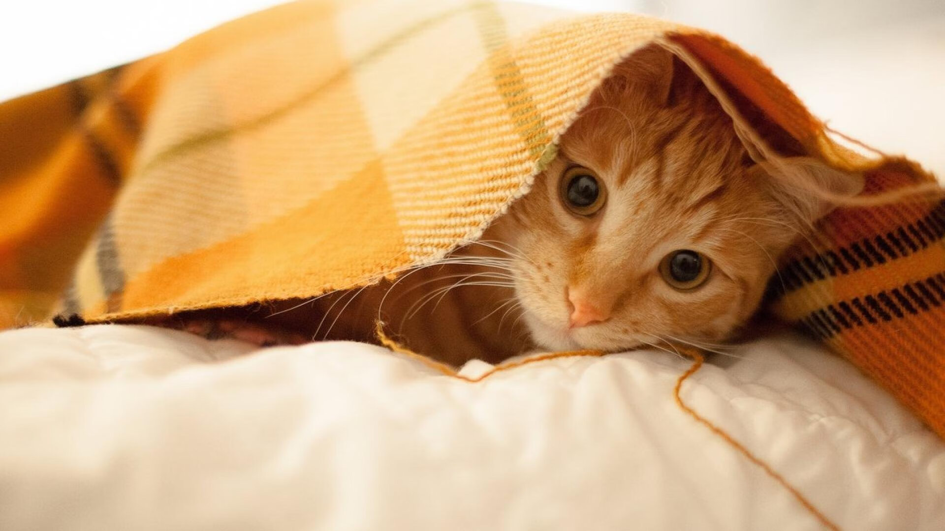 赛事组委会召开新闻发布会介绍比赛筹备进展与组织细节安排，比赛新闻发布会讲话稿